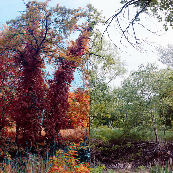 Wild Light - infrared photo series