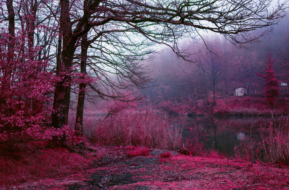 Fog