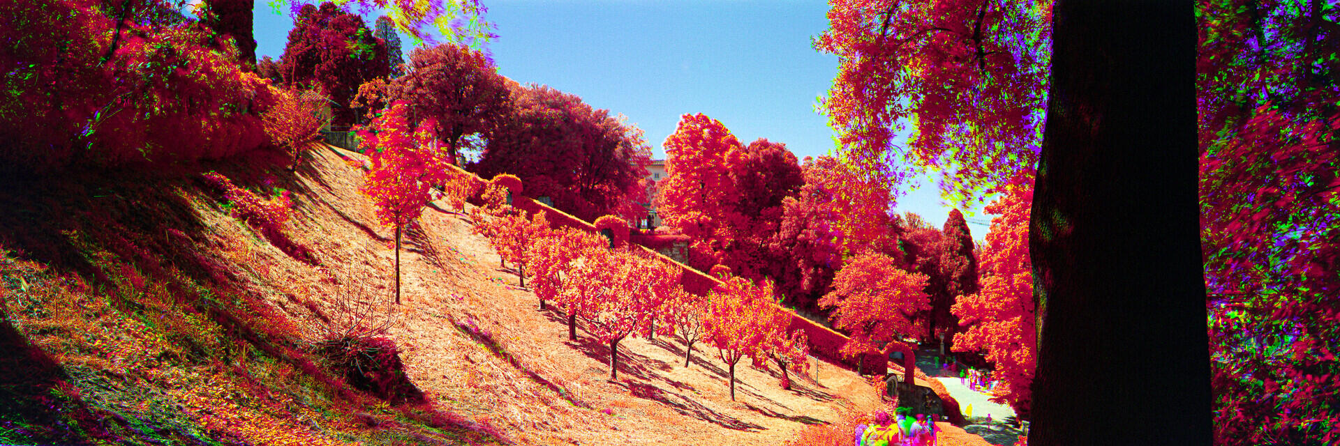 Tree Path