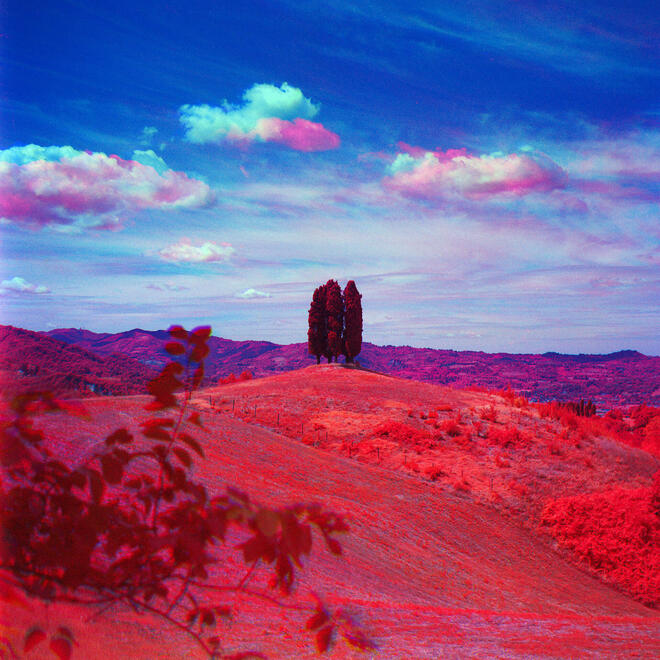 Cypresses Cypresses